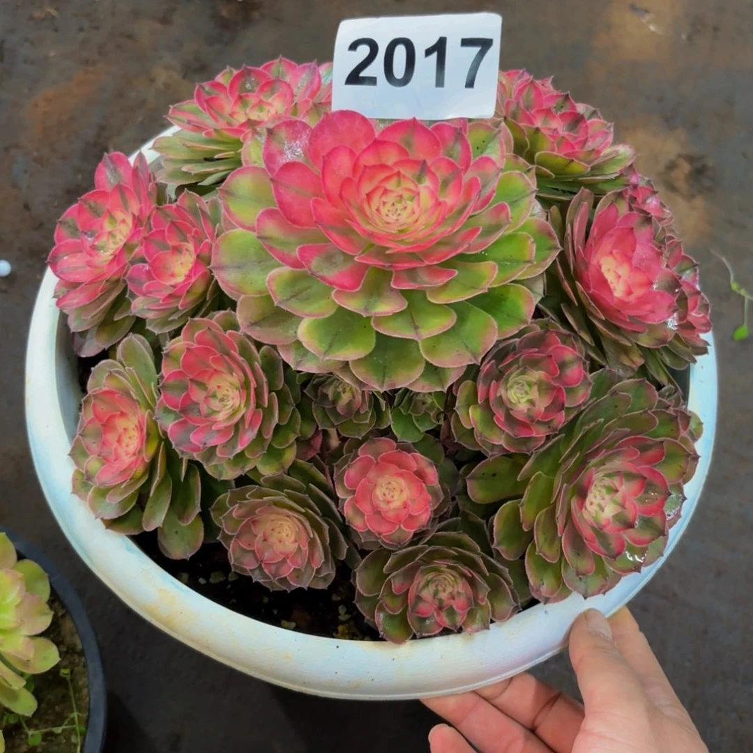 紫***02017多肉植物荔枝
