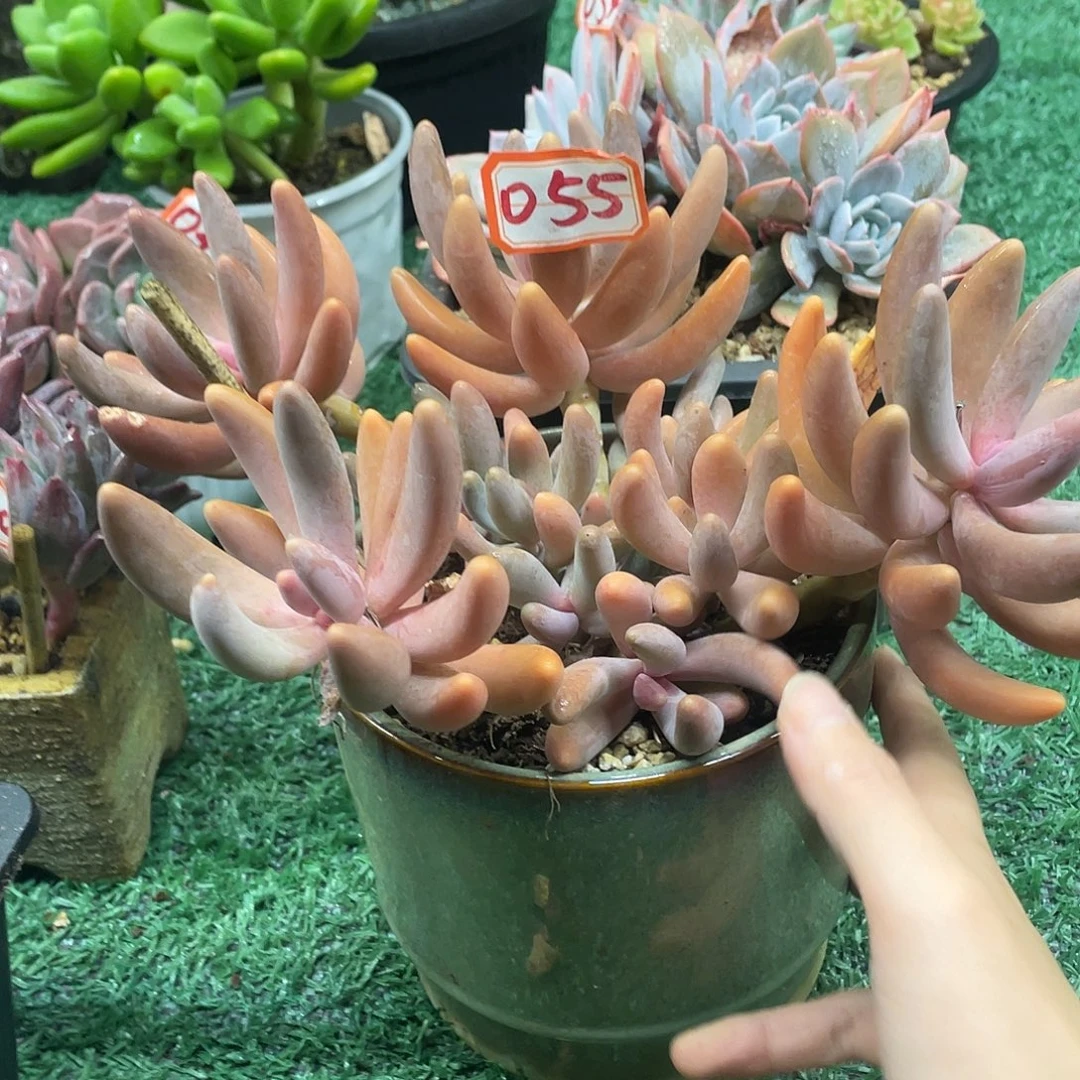 055一物一一拍一拍