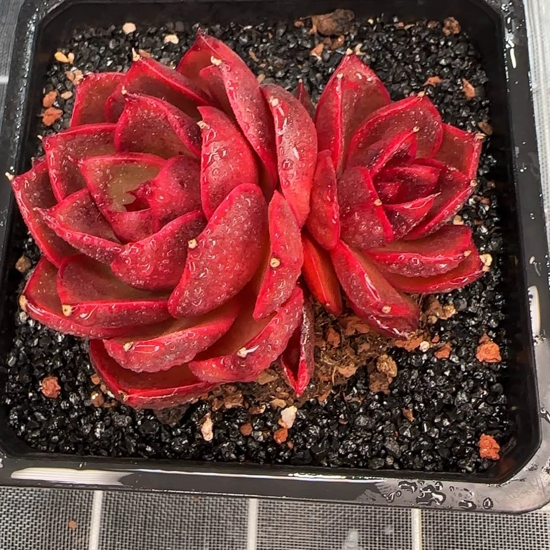 从前慢花园精选双头红灯