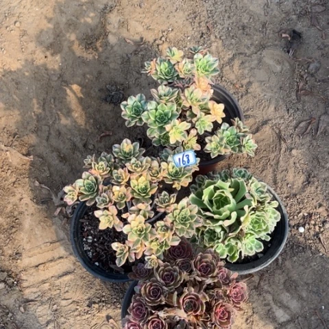 168多肉植物组合，