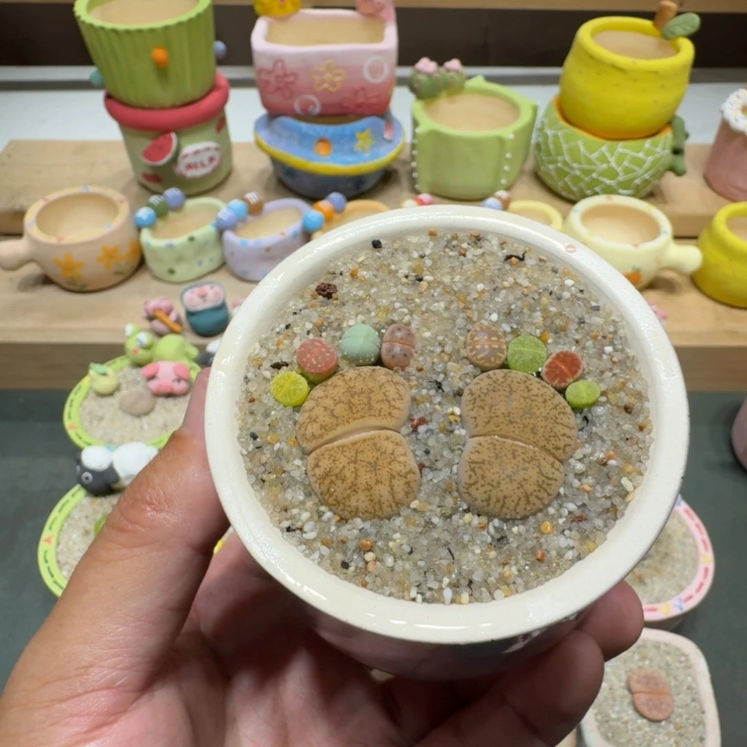 蘑菇204彩拼脚丫