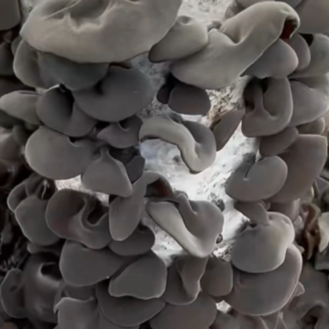 汪凊木耳姐家头茬春耳