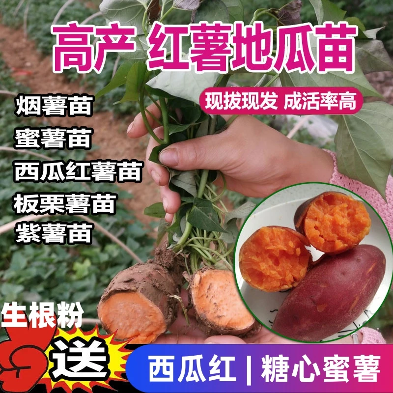 【西瓜红薯苗】正宗红心蜜薯红薯苗种高产种植秧苗地瓜种苗番薯叶苗