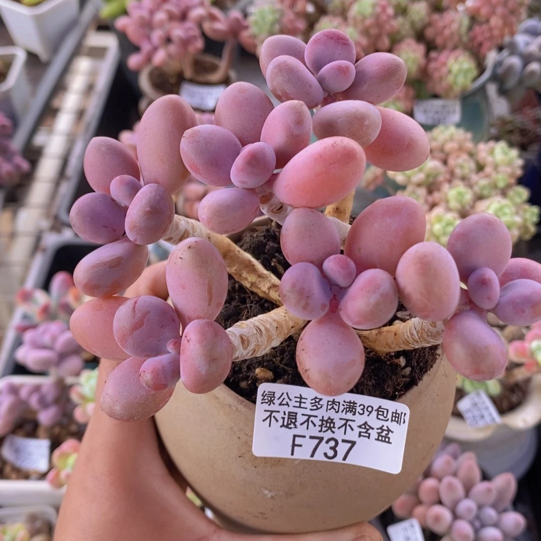 糖果桃蛋老桩10cm737多肉植物