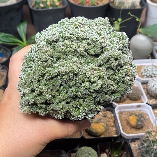 天***瑜无花朵娇丽石化群一颗