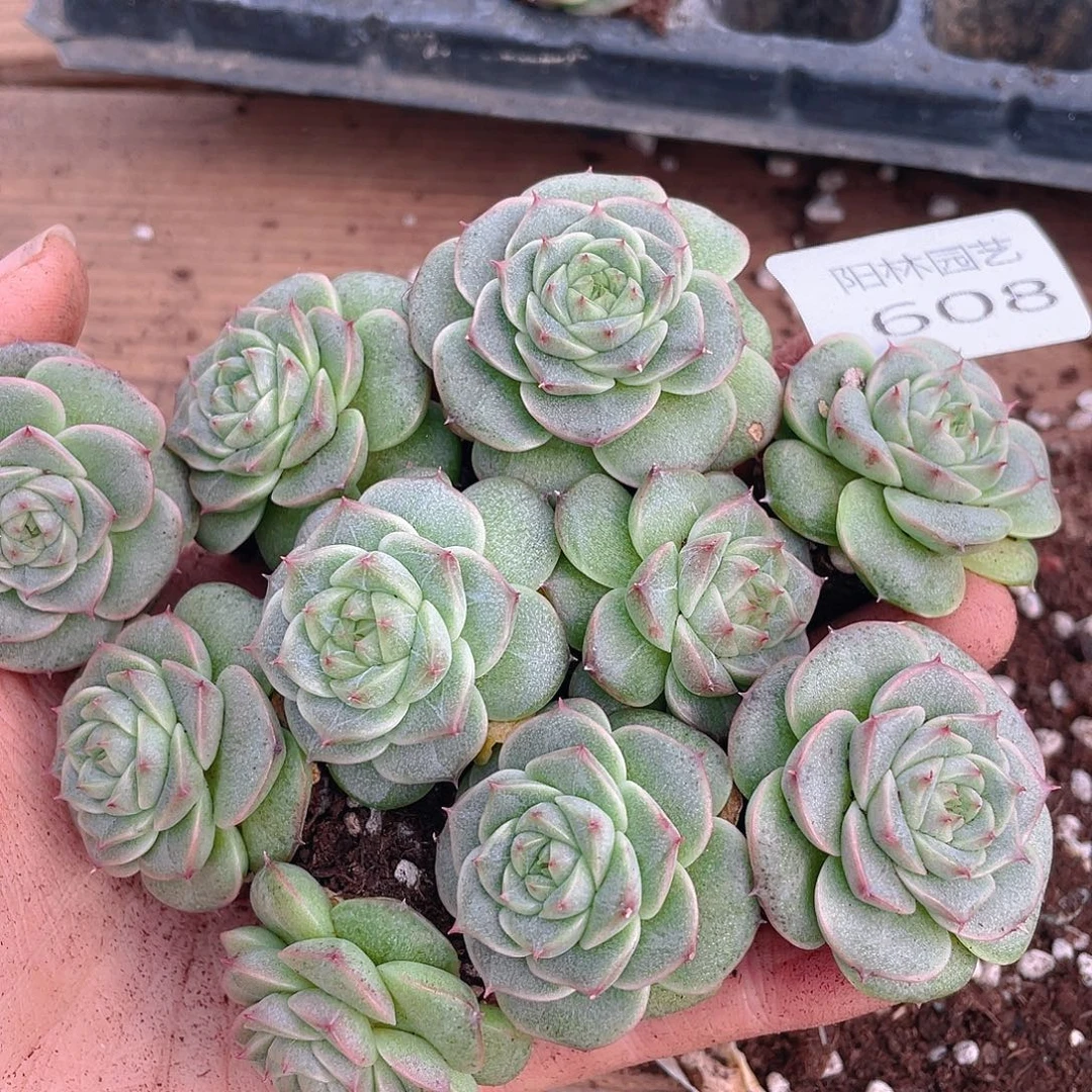 霂***4多肉植物多肉植物608