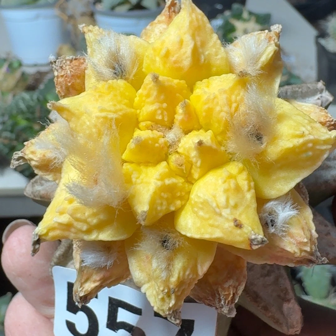 【闪购商品】无花朵哥斯拉牡丹锦557