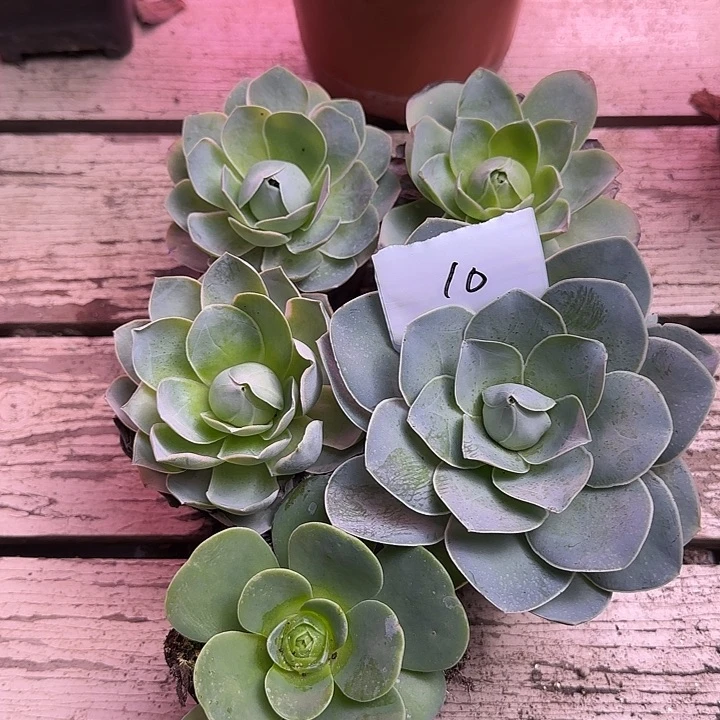 山地玫瑰一物一拍，带盆发10号