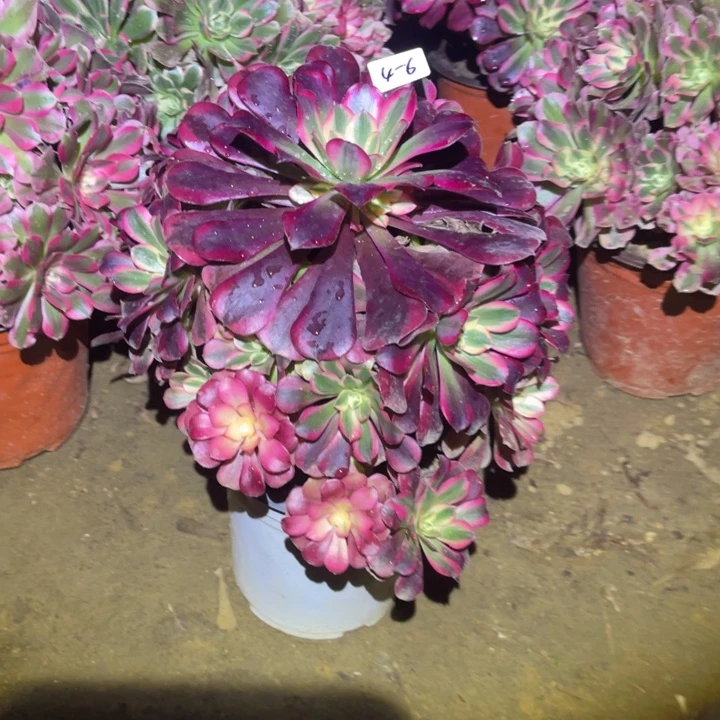 1-4-6美杜莎法师锦