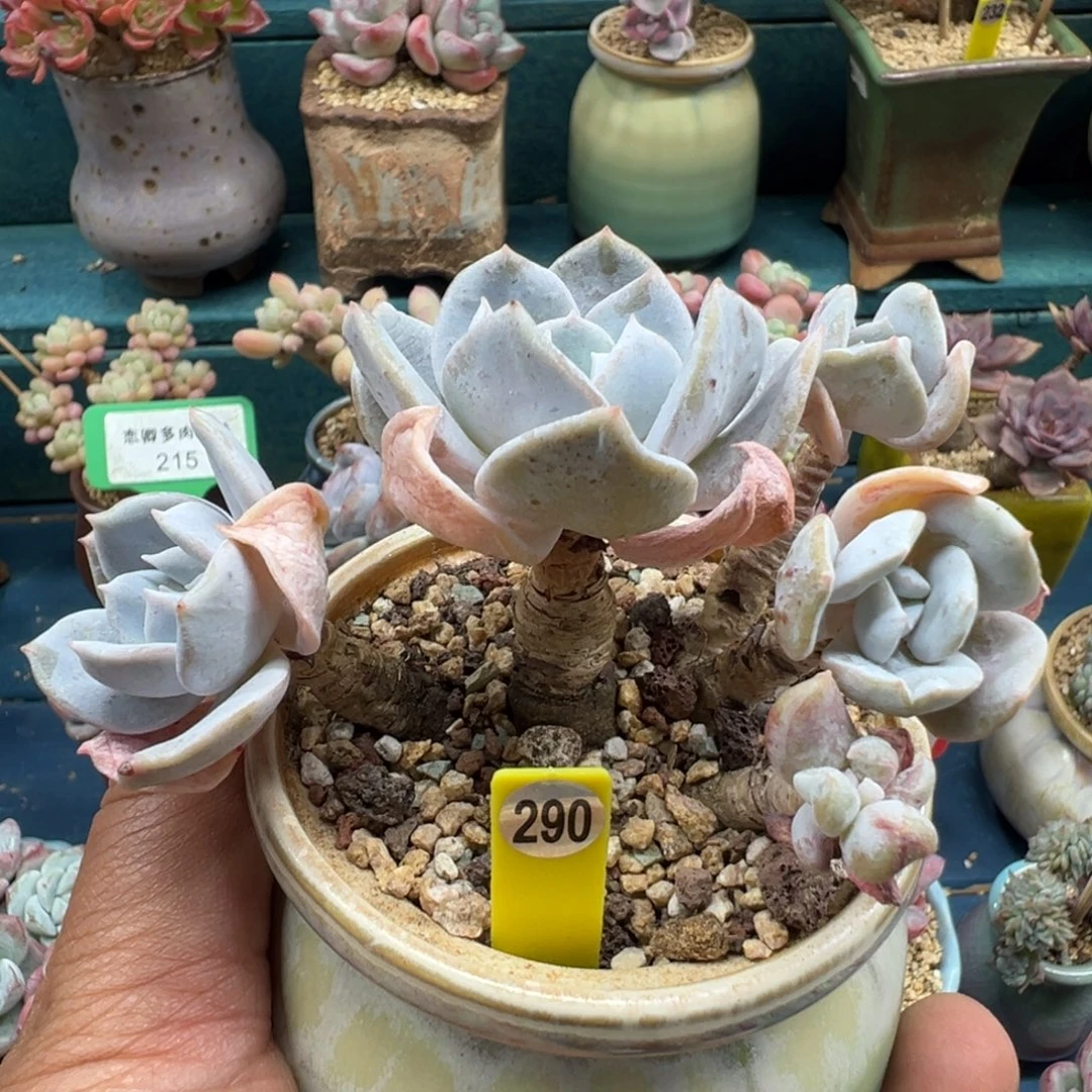 290号雪特老桩多头无砍