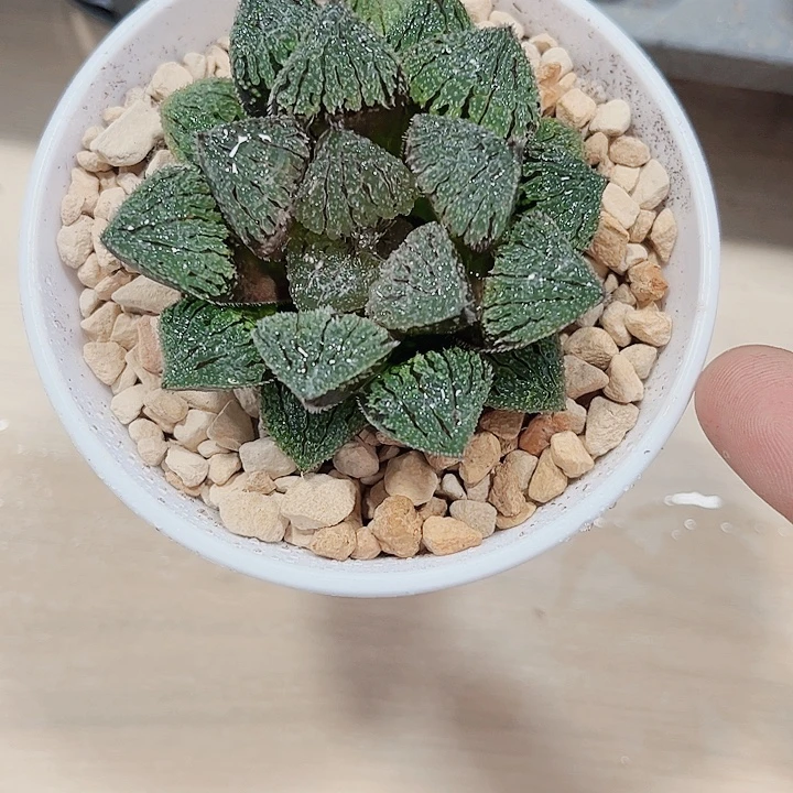 具味城精品十二卷