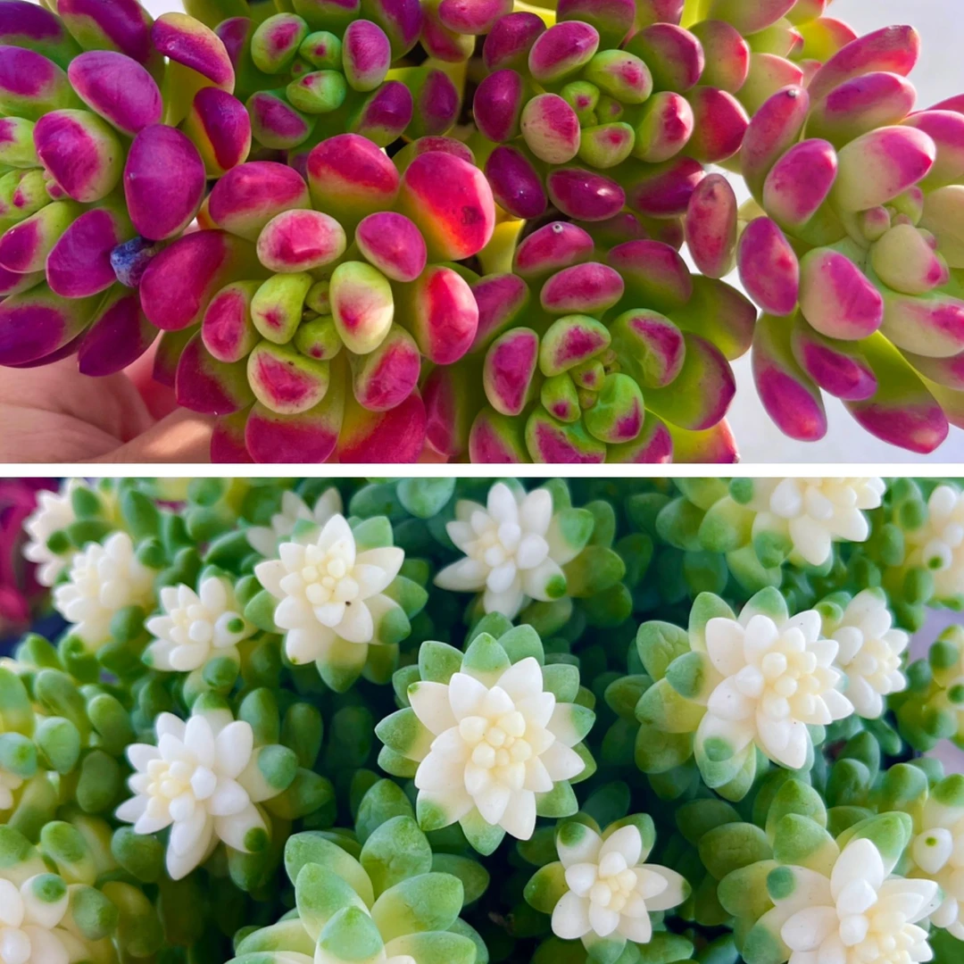 【雪花玉坠➕红宝石】 带盆带土 耐冻好养 新手简单好管理