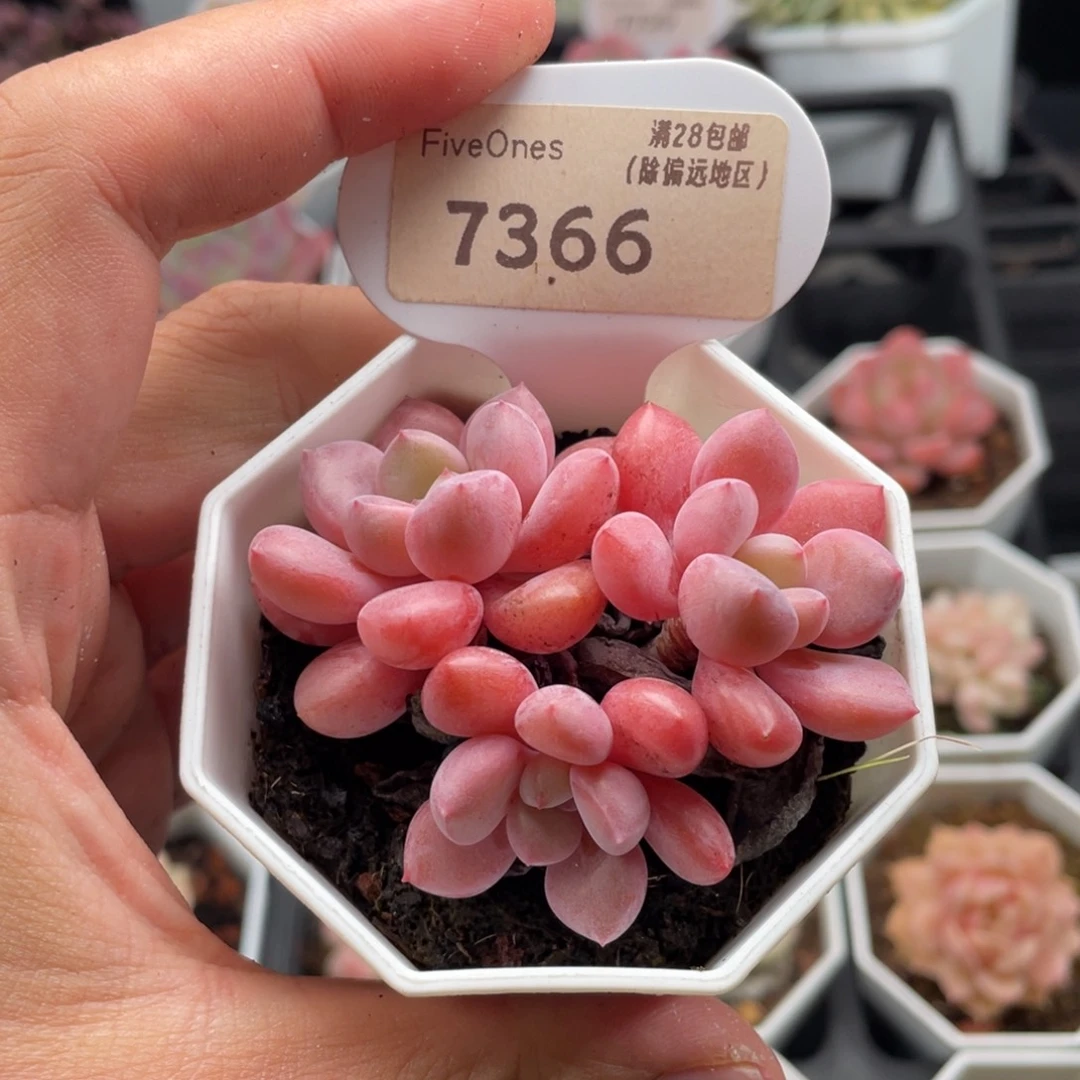 花斑鹿7366-6.5厘米