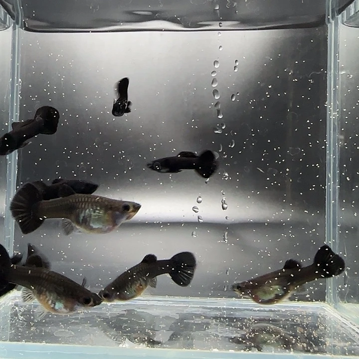 孔雀鱼木炭黑小圆尾4对送1公