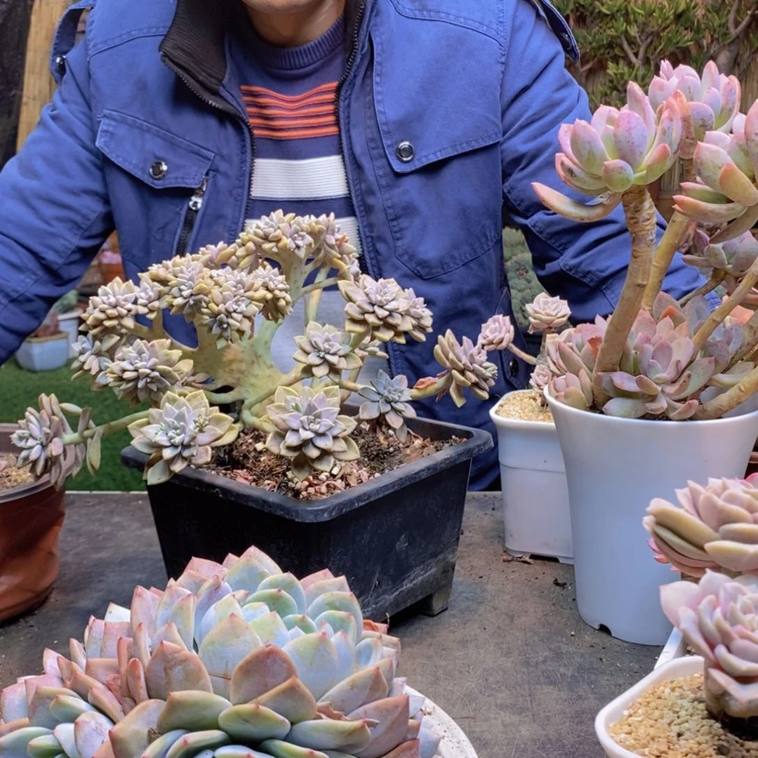 小**子91号阿伦陪多肉植物