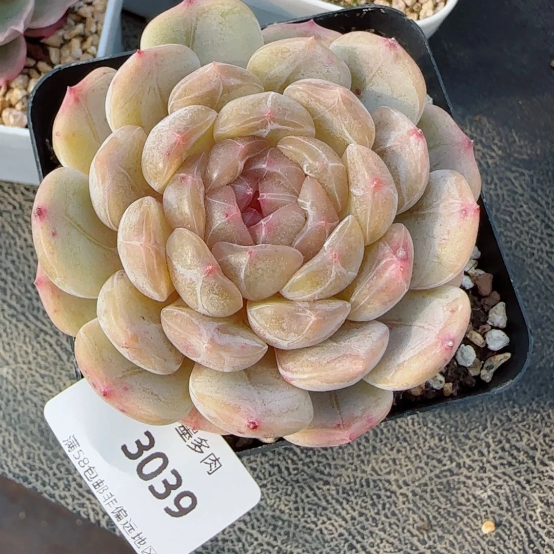 粉心白恋，3039多肉植物