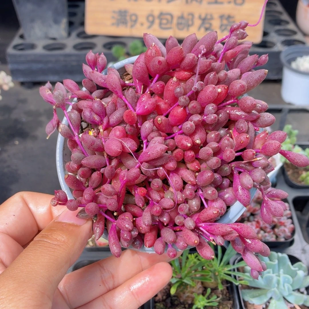 紫玄月多肉9.9包邮发货
