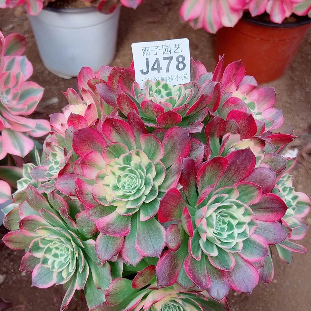 478海王尺寸23左右