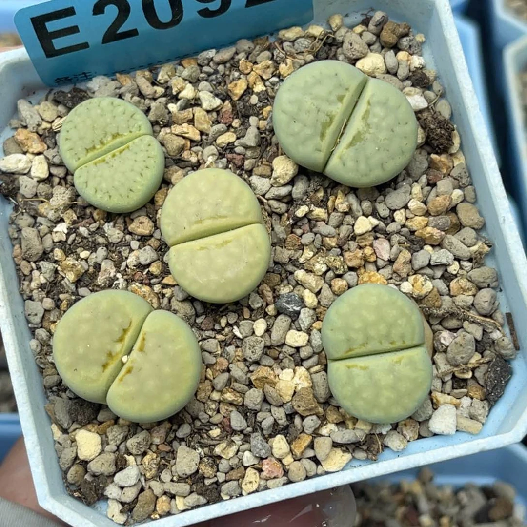 2092奶油寿丽五颗