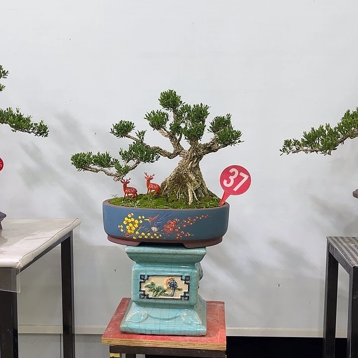 以实际为准精品黄杨老桩