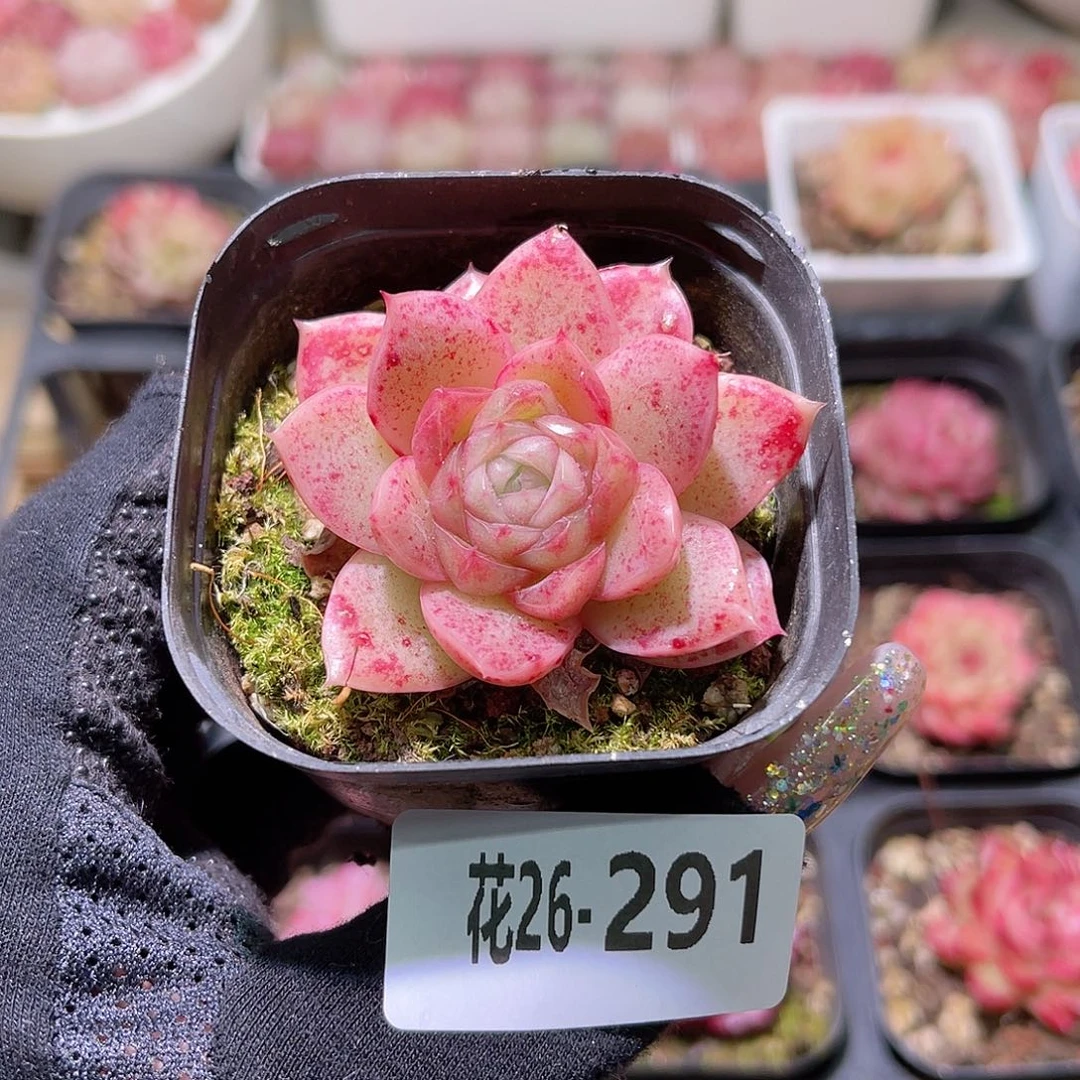花利美26-291麦秆