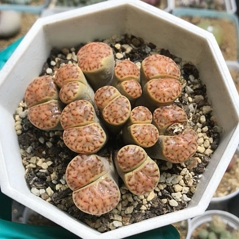 多肉肉锥 11头 红柘榴