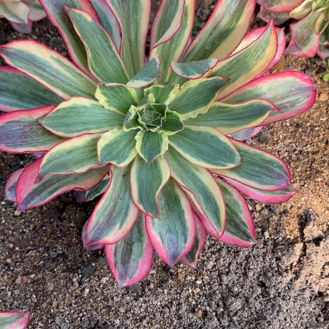 37魅影多肉植物一