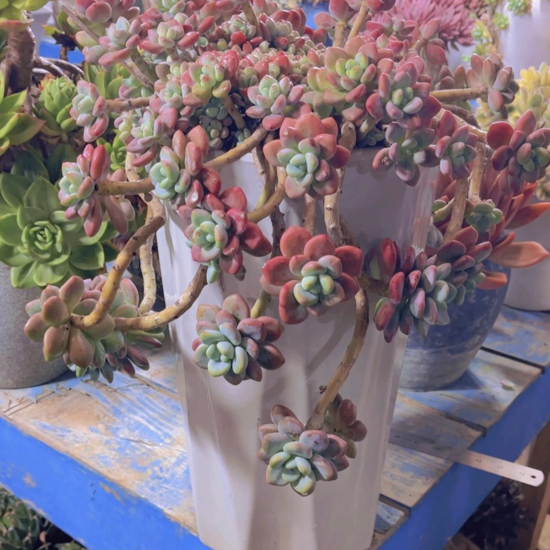 泡***泡多肉植物保护肉内容简介本是