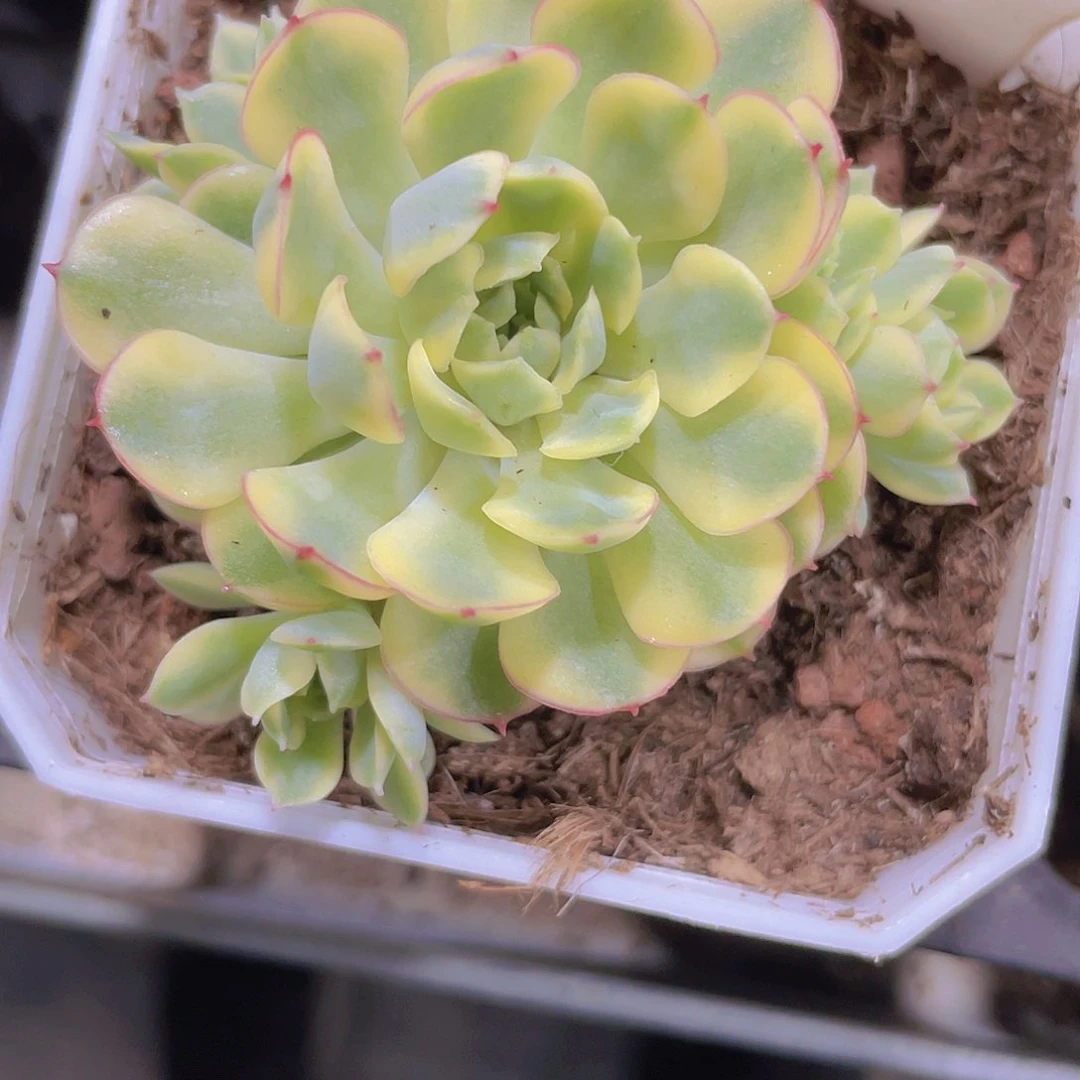 梦幻玫瑰锦e001一物一拍