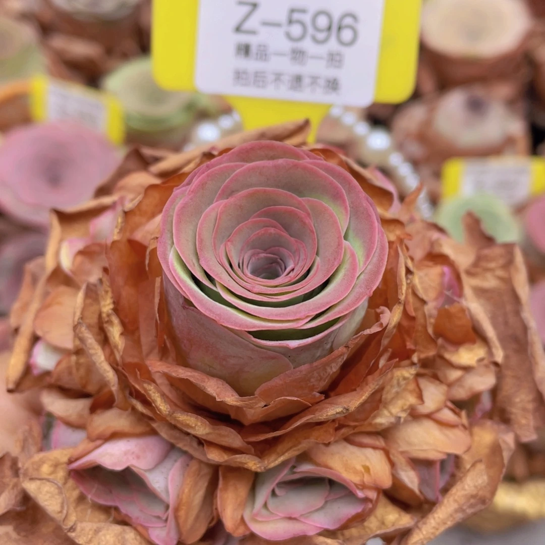 山地玫瑰Z596断枝不包损不售后