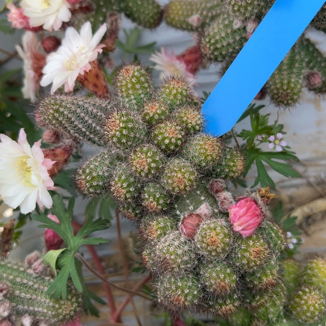 喵***面白檀仙人球457白檀684