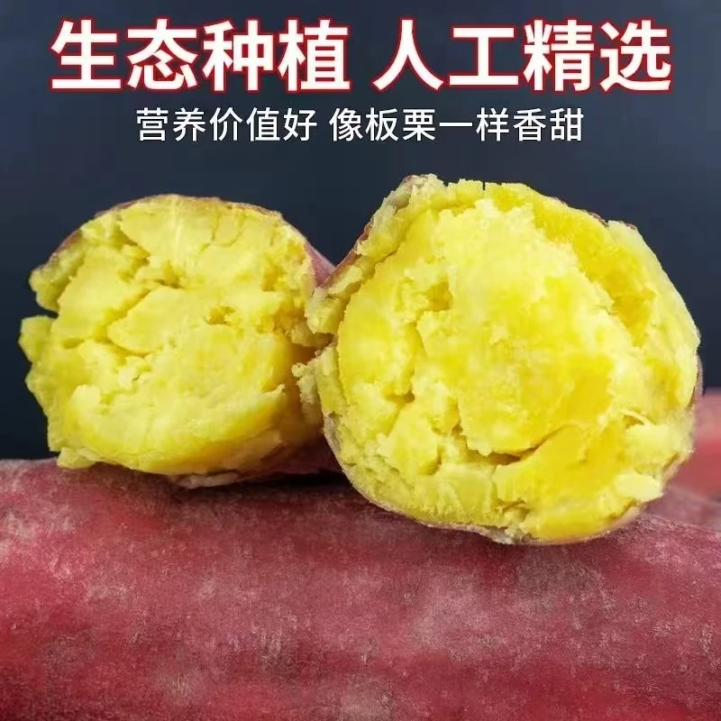 现挖现发沙地红薯粉糯香甜可口无丝无筋坏果包赔
