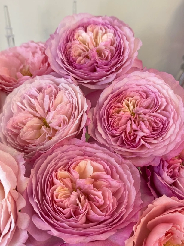 （绿光玫瑰）绿光康斯坦茨12支！三件顺丰空运20%不售后