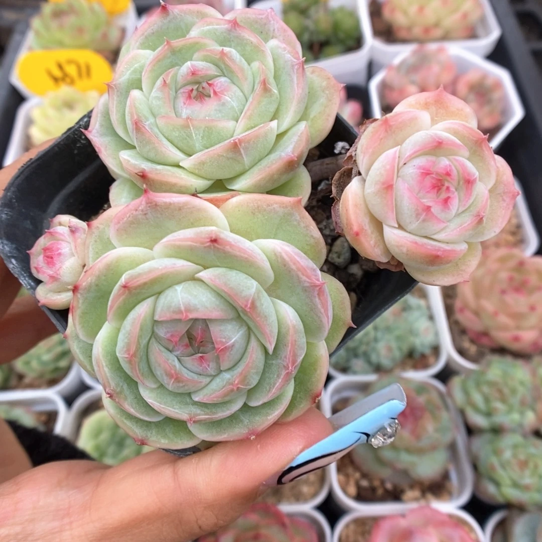 白芷珍妮群生348号。