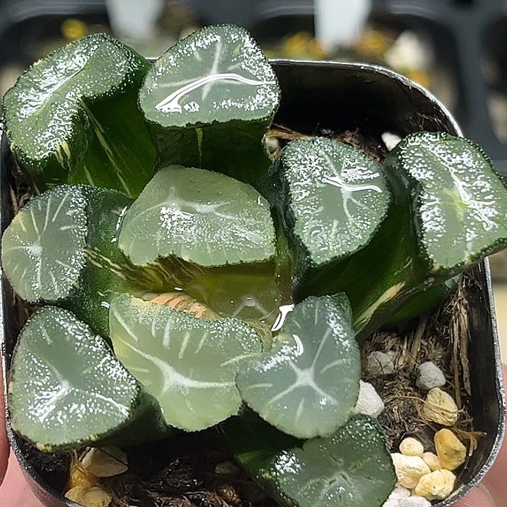 86大窗玉龙万象锦