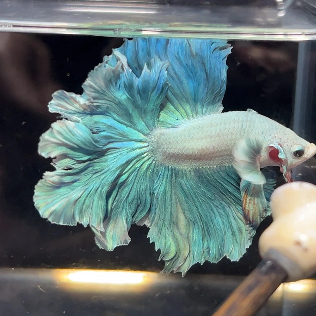 斗鱼16号绿色羽毛花瓣混合尾