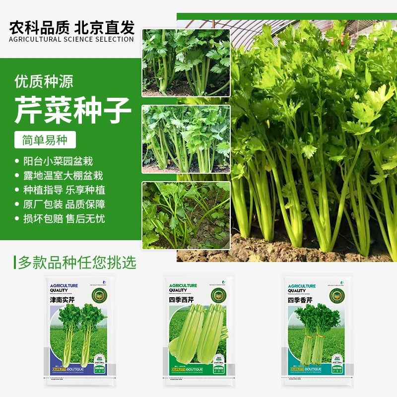【农科院推荐】各种芹菜种子四季蔬菜种子四季叶菜种子年货节推荐