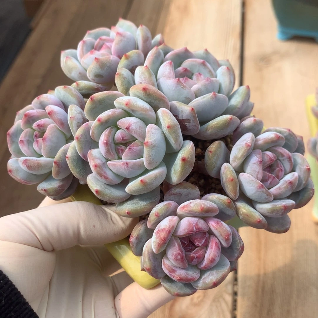 是***醒紫芯星影发货多肉