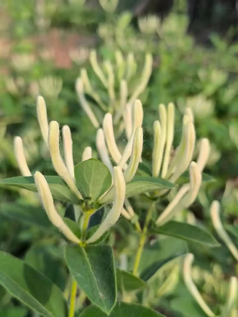 头茬自产带绒毛金银花泡水烘干天然晾晒