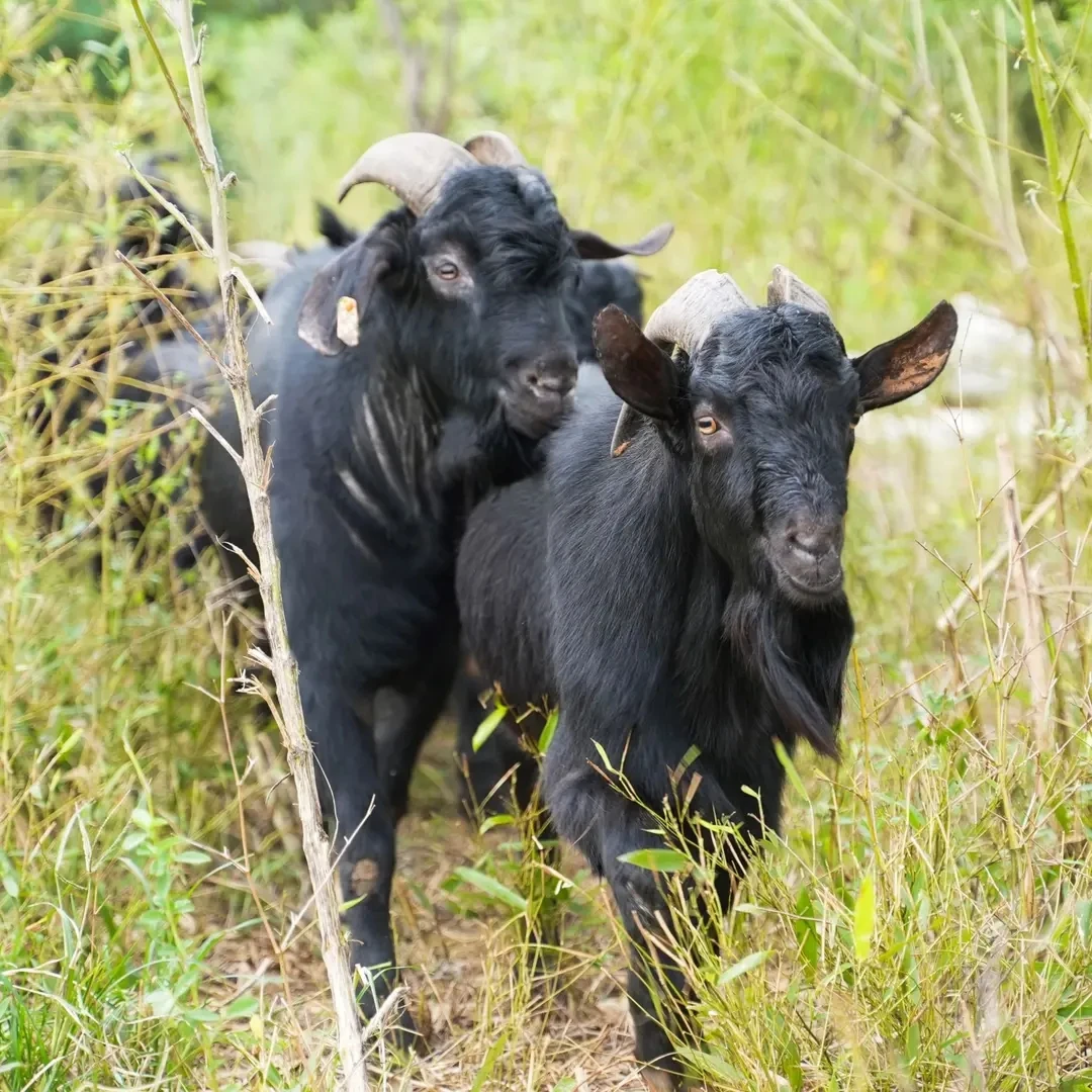1正宗散养黑山羊羊头真空锁鲜发货