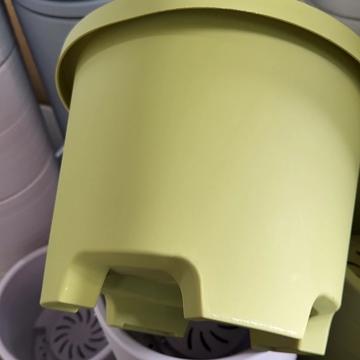 球根4号果绿无托5个