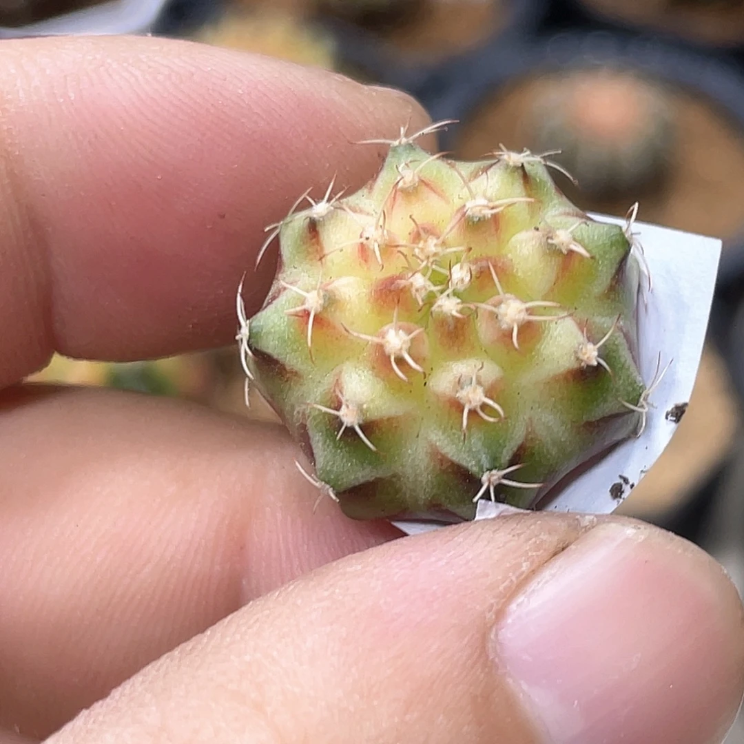 无花朵泰系实生根，梦想轮回2