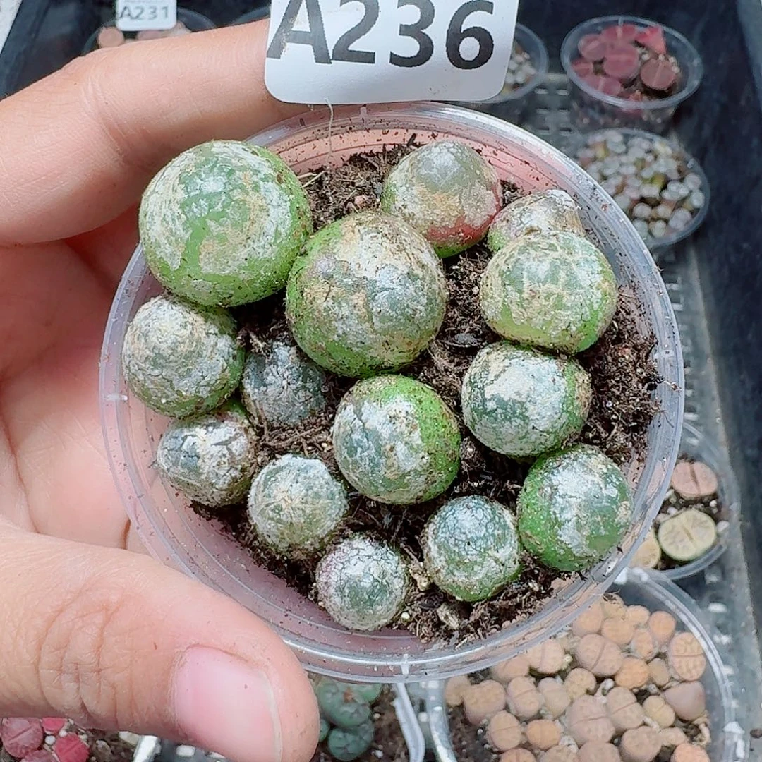 236多肉植物多肉植物