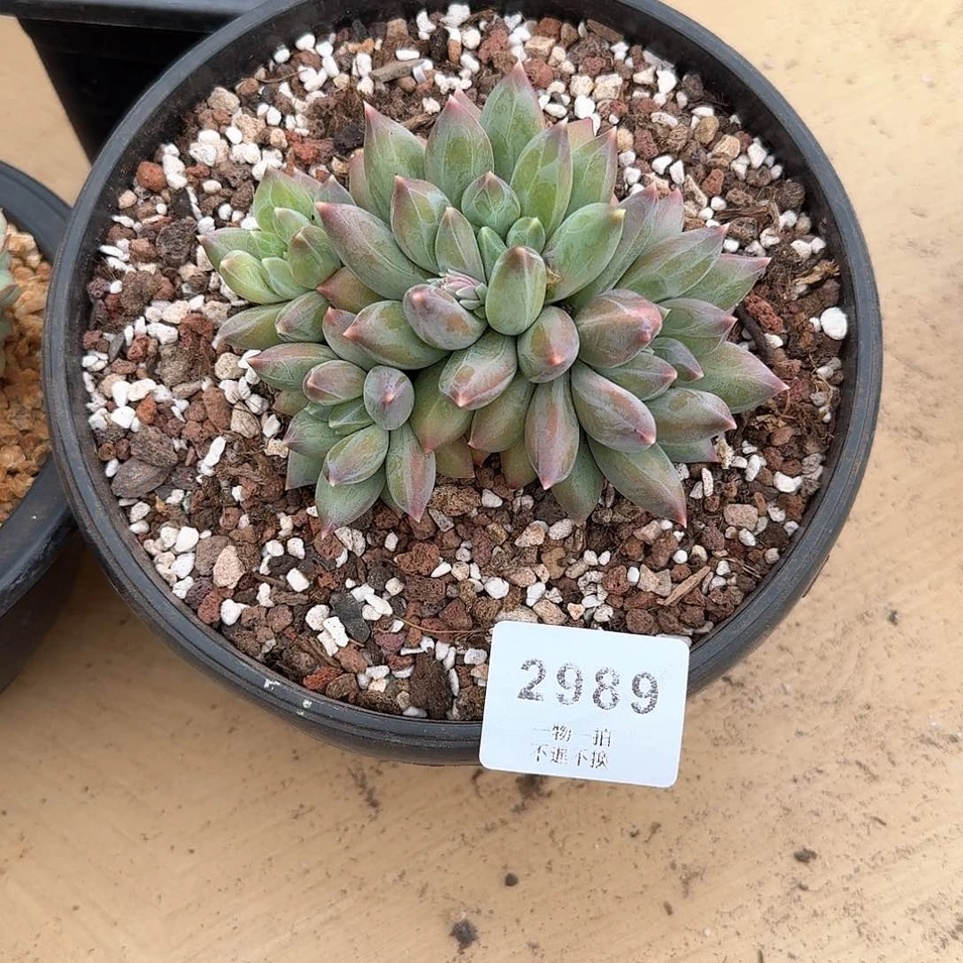 幸****?2989重楼多肉