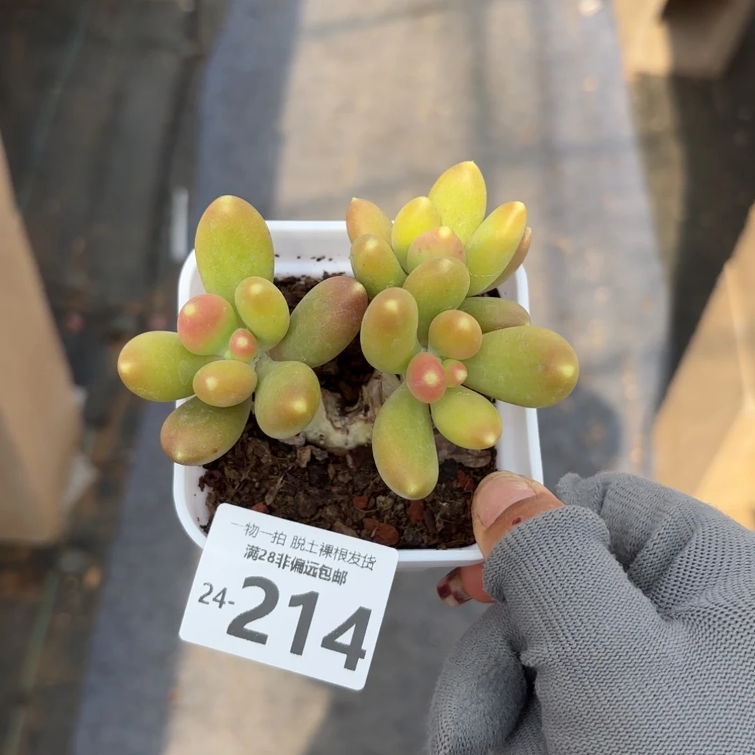 金蟾三头多肉多肉多肉