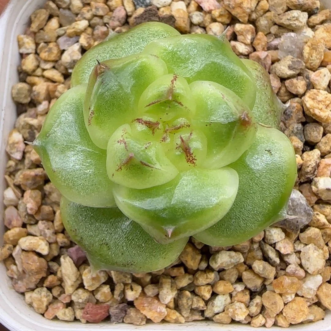 【满19.9包邮非偏远】254珍妮