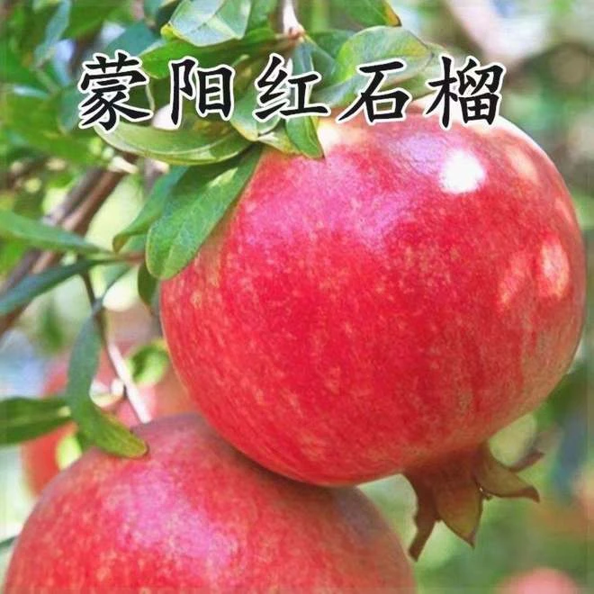 蒙阳红公斤石榴树甜石榴大果石榴树先发现挖基地鲜活直发