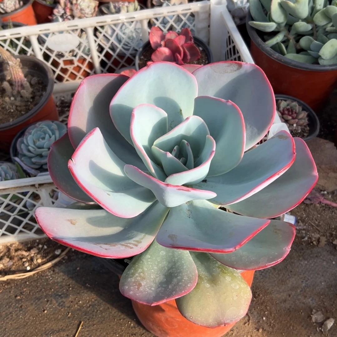 多肉植物白雪公主