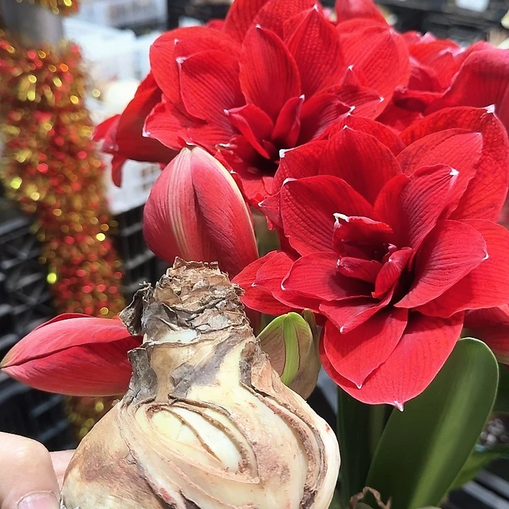 双龙直径8-9厘米进口，残次，不影响开花