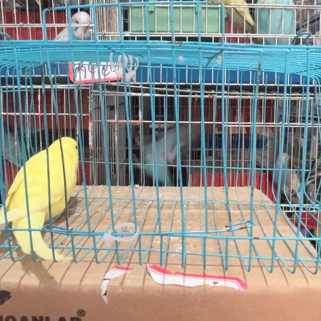 虎皮鹦鹉我的小姐姐